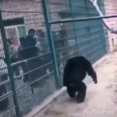 Ape attack