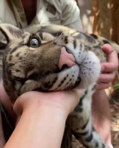 All kitties love scratches.