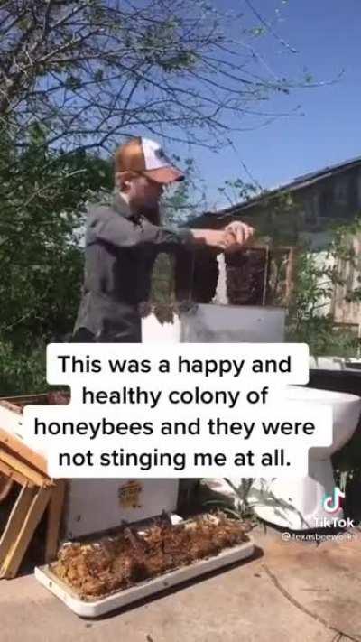 Bee lady cleaning the toilet