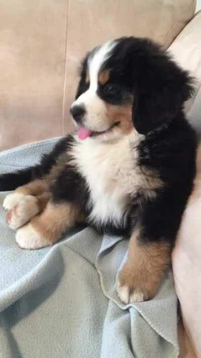 This is a Bernese Mountain Dog puppy and they literally look like a stuff toy