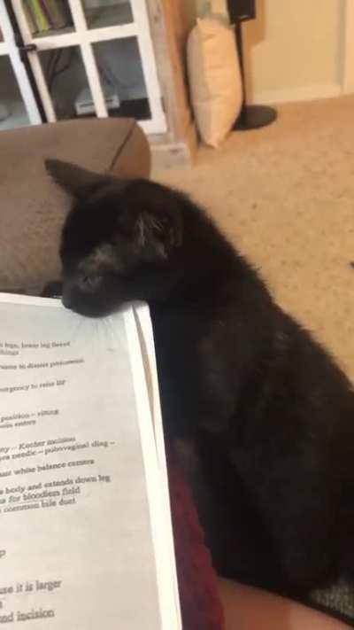 My cat ate my homework?