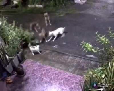 Cat saves other cat from four dogs