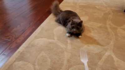 To get everyone's mind off this election, here's our cat playing fetch with her favorite toy - a plastic fork