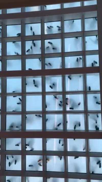 What dancing looks like from underneath a glass floor