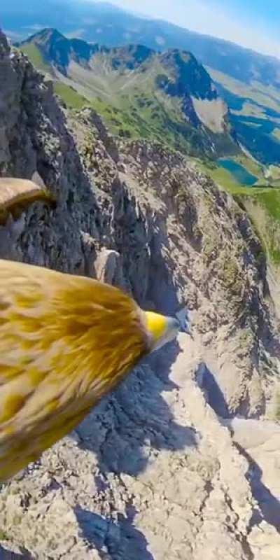 The Pov of an Eagle.