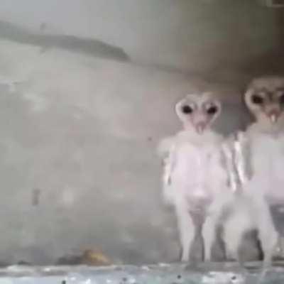 Alien owls