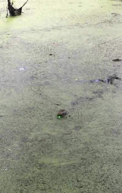 Baby alligator chasing a laser pointer