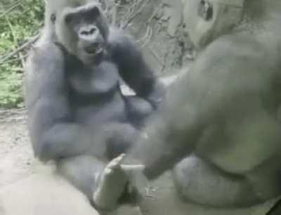 Gorilla messing with his friend in a very humanlike way.