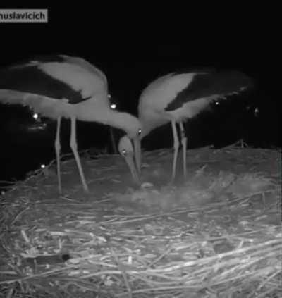 A stork couple celebrating their first egg