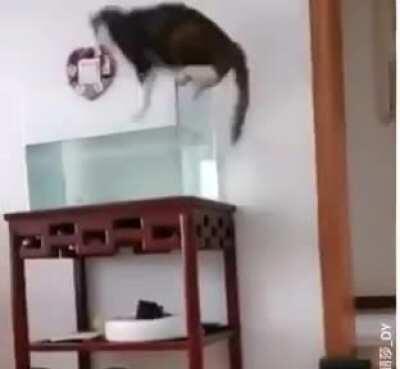 WCGW thinking that the top of the fish tank is covered