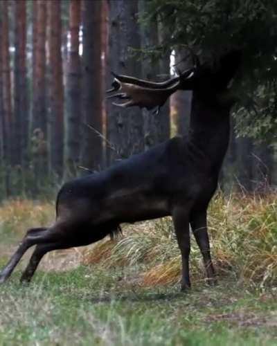 Rare black fallow deer seen in the Baryczy valley in Poland, (credits tanczacachmura)