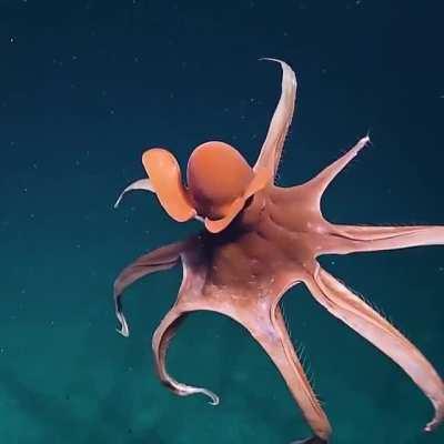 Octopus stretching its tentacles to form a huge balloon