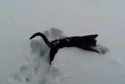 Kitten sees snow for the first time