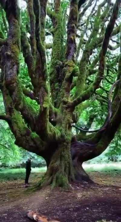 🔥 Maple in the Hoh Rain Forest, USA.