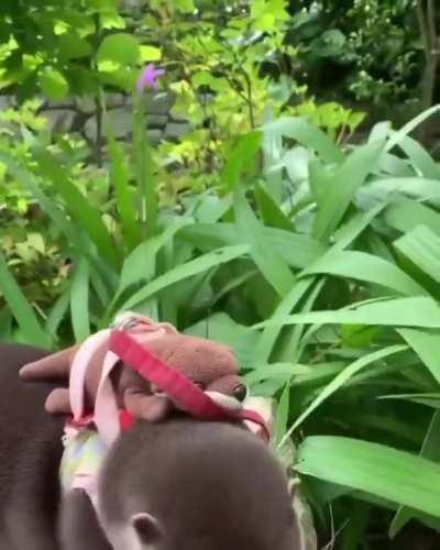 Otter with his stuffy