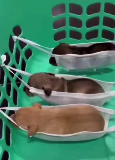 These puppies in tiny hammocks