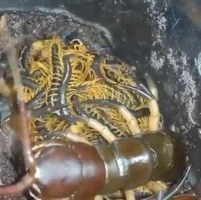 🔥 Mother centipede and her babies.