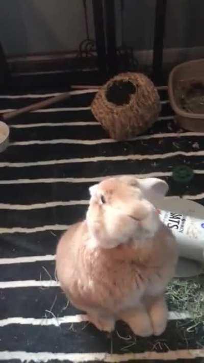 Gusgus loses his mind over “cookies” and starts munching the air in anticipation