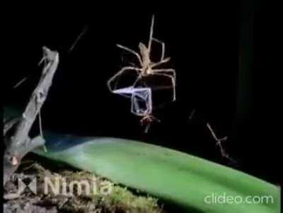 🔥The gladiator spider casts its web over its prey like a bestiary