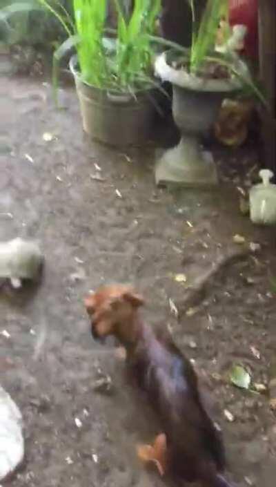 Dachshund and his best friend turtle playing soccer.