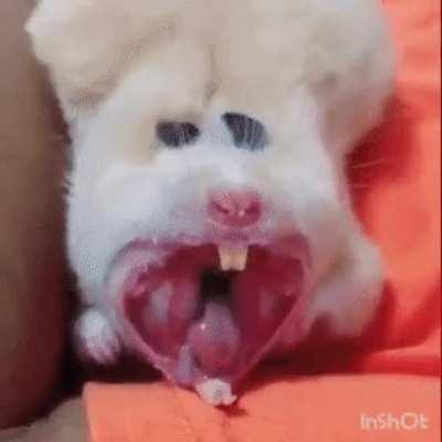 Yawning hamster