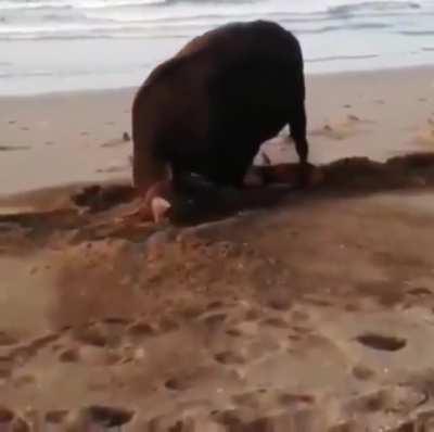 Happy cow enjoys the beach