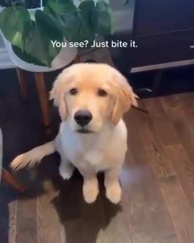 A doggo just trying to be gentle