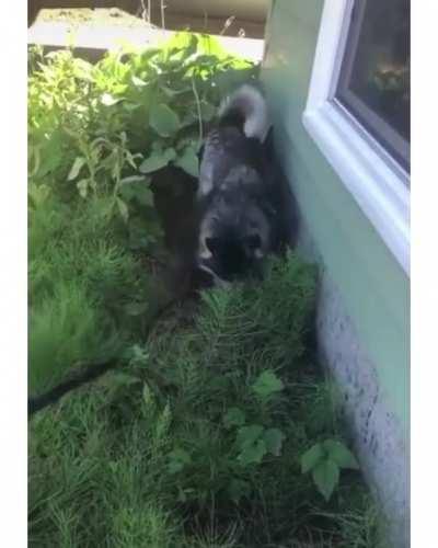 Husky taking a shower