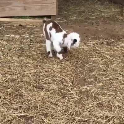 Baby goat is too cute for this world