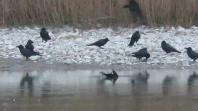 A murder of crows mob a Eurasian goshawk and pay the price for it