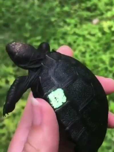 🔥 Black Galapagos tortoise 🐢