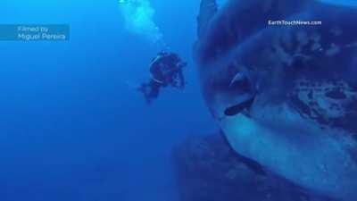 🔥 Giant sunfish spotted near Portugal