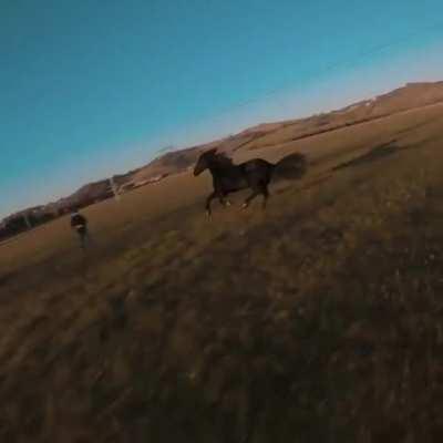 Drone pilot chases a horse with his drone an is overrun