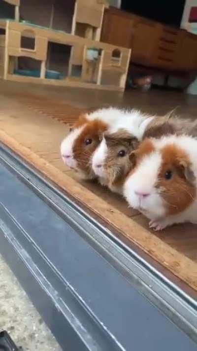 Just a few Guinea Pigs enjoying the sound of rain.