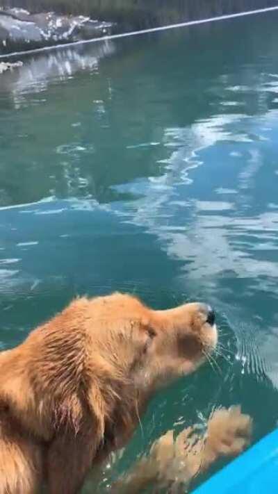 Doggo enjoying lake