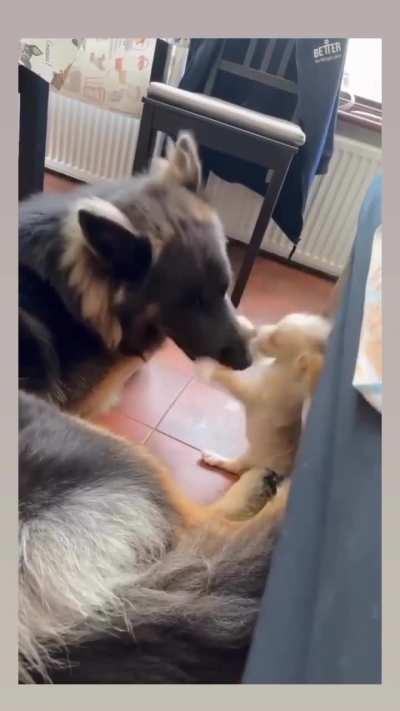 Resident Dog Welcomes The New Puppy