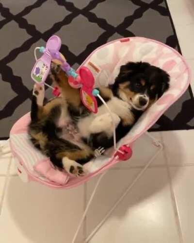 Adorable puppy in a baby chair playing with toys, includes a sneeze at no extra cost!