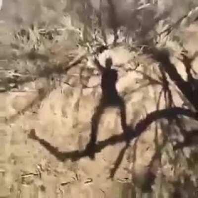 Hopping on an old tree branch
