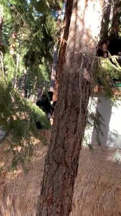 5lb dog chases 3 cubs back to mom