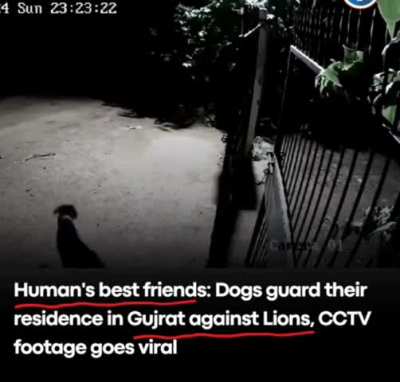 Dogs guarding house from Lion