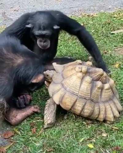 🔥 Chimpanzee sharing food with Tortoise