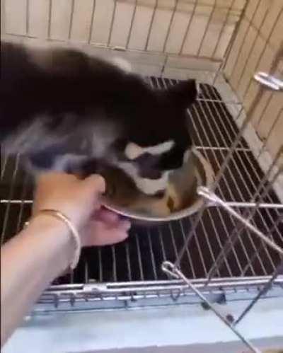 How do huskies eat