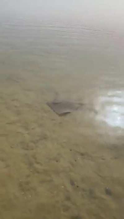 Natural instincts of a stingray against predators