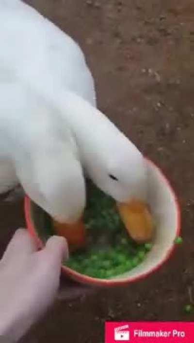 Ducks eat peas