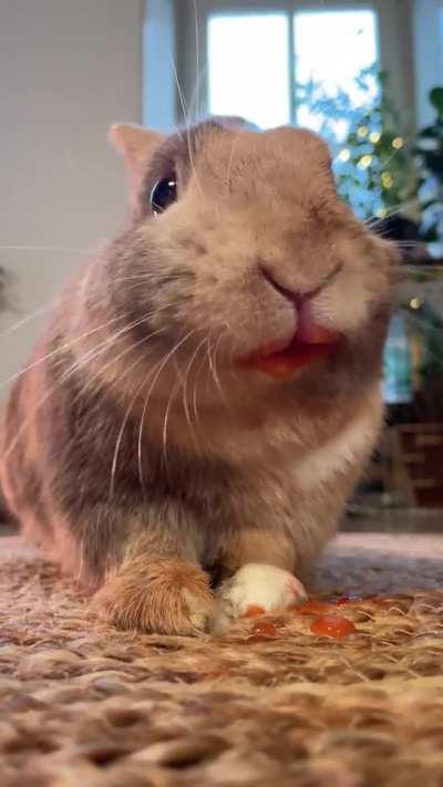 🐰Rabbit munching on strawberry 🍓