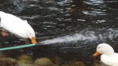 The ducks discover a water hose.