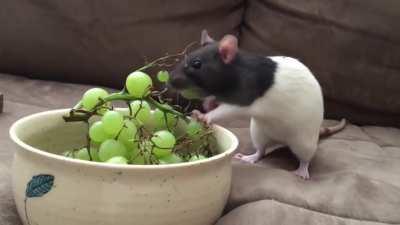 Determined rat wants two grapes