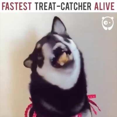 Fastest treat catcher