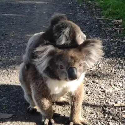 G'day from Blanket Bay, Victoria