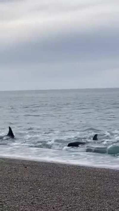 🔥 Adult orcas teaching the technique of hunting sea lions to other smaller orcas, on the shore of the beach. Video of @luchicazenave in Punta Norte, Valdes Peninsula, Chubut, Argentina